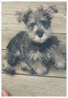 Murphy, the Schnauzer who inspired a blog.