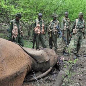 Kenya Wildlife Service rangers with carcass of elephant. Photo by AFP. 