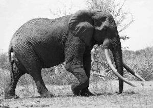 Satao, a legendary Kenyan bull elephant killed in May for his enormous tusks. Photo by TsavoTrust.org