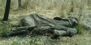 The carcass of an elephant killed for its ivory in Cameroon