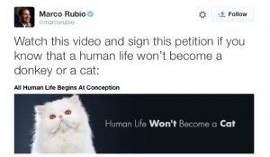 Marco Rubio Cat Tweet Twitter Screenshot