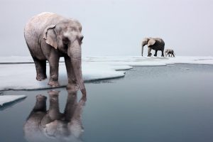 Elephants on ice. Photo credit: Adapted by WhoWhatWhy from Kathryn Hansen / NASA / Flickr, Taiwai Yun / Flickr (CC BY 2.0), Chris Eason / Flickr (CC BY 2.0).