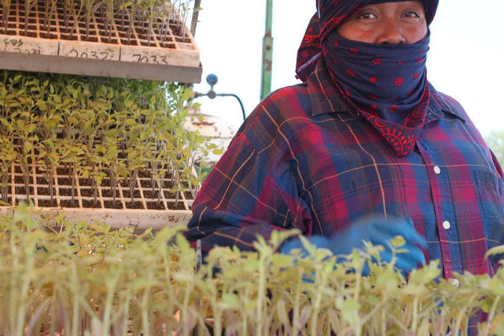 Immokalee Farmer