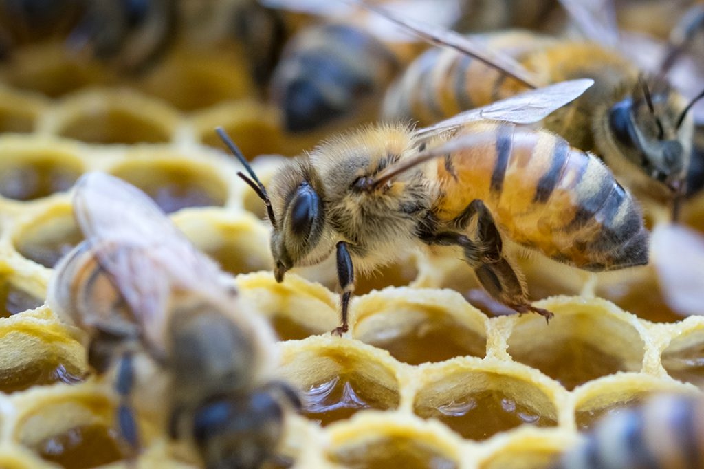  bee, honeycomb