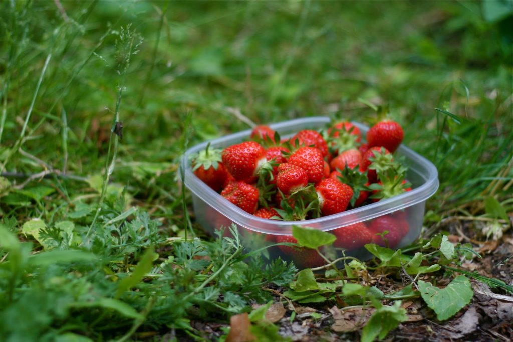 Strawberries, Fresh, Fresh strawberries, Green
