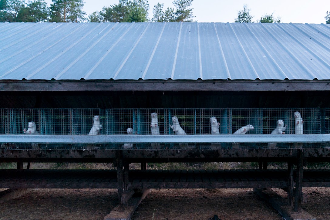 Caged Minks at a Fur Farm in Nykarleby, Finland