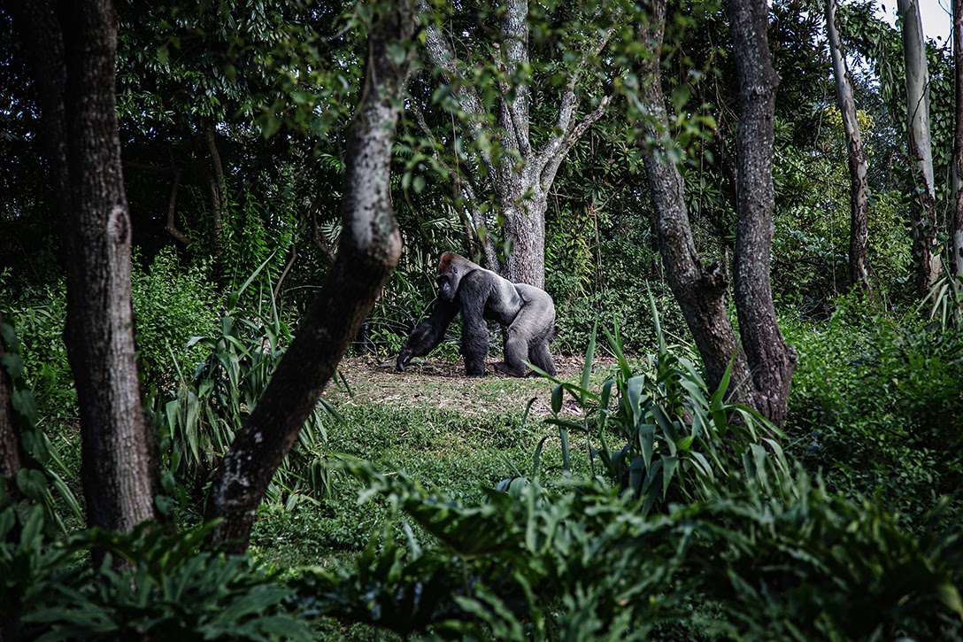 Gorilla, Africa