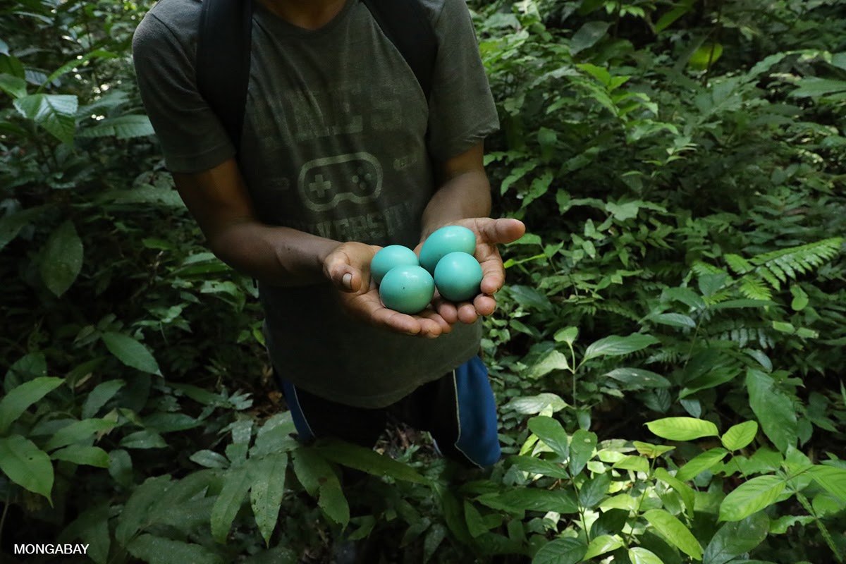 holding, eggs, Tinamou order