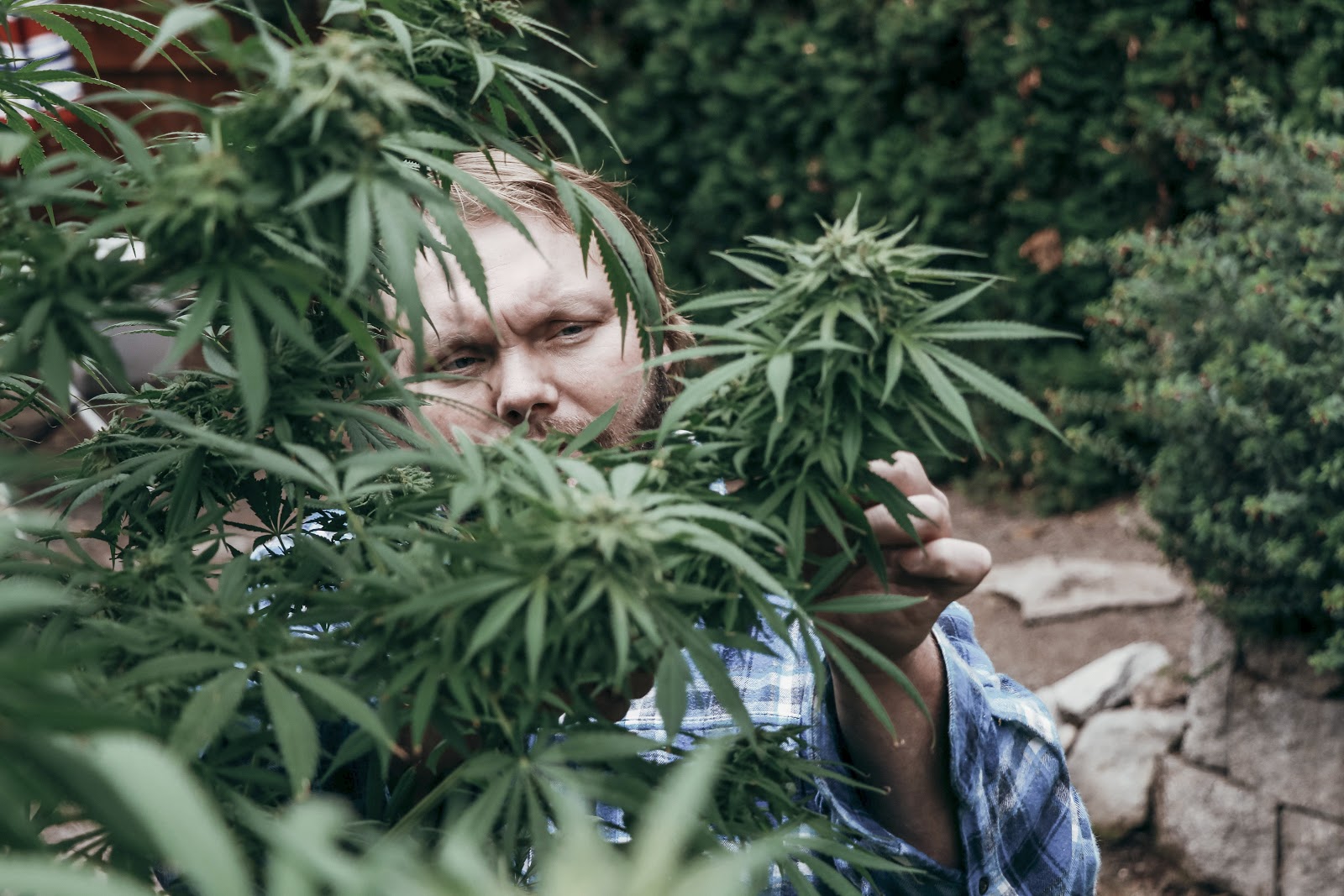 Marijuana, farmer