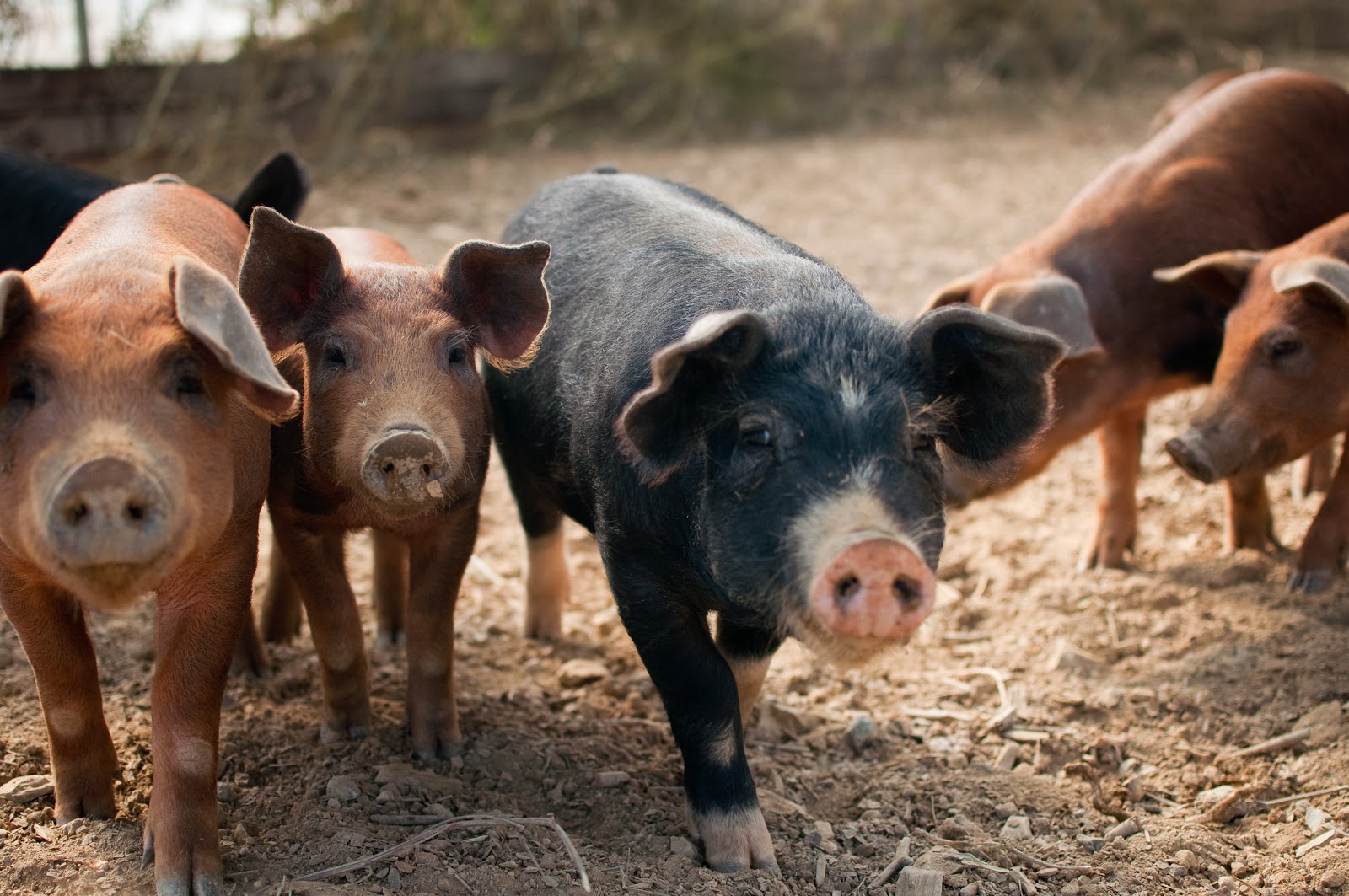 Pigs, Polyface Farm