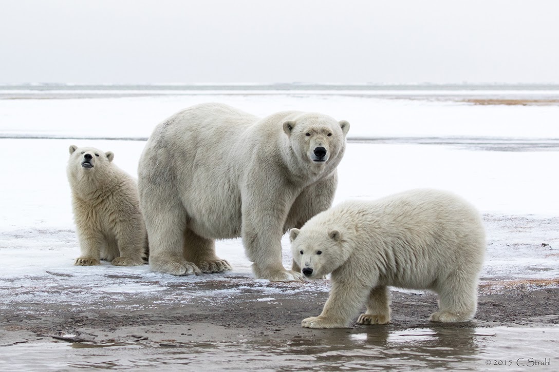Polar bears, Barter Island
