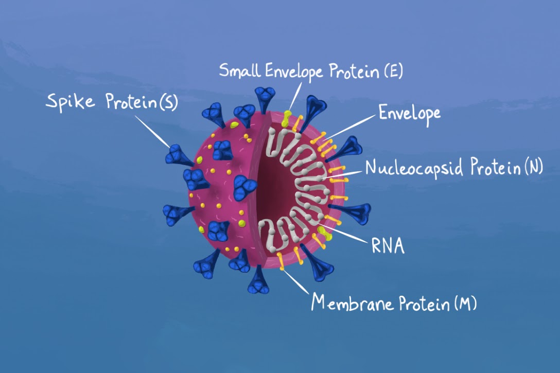 SARS-CoV-2 Virus Anatomy With All Parts Labeled
