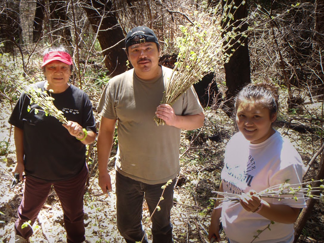 Three generations, Yurok, gather hazelnuts