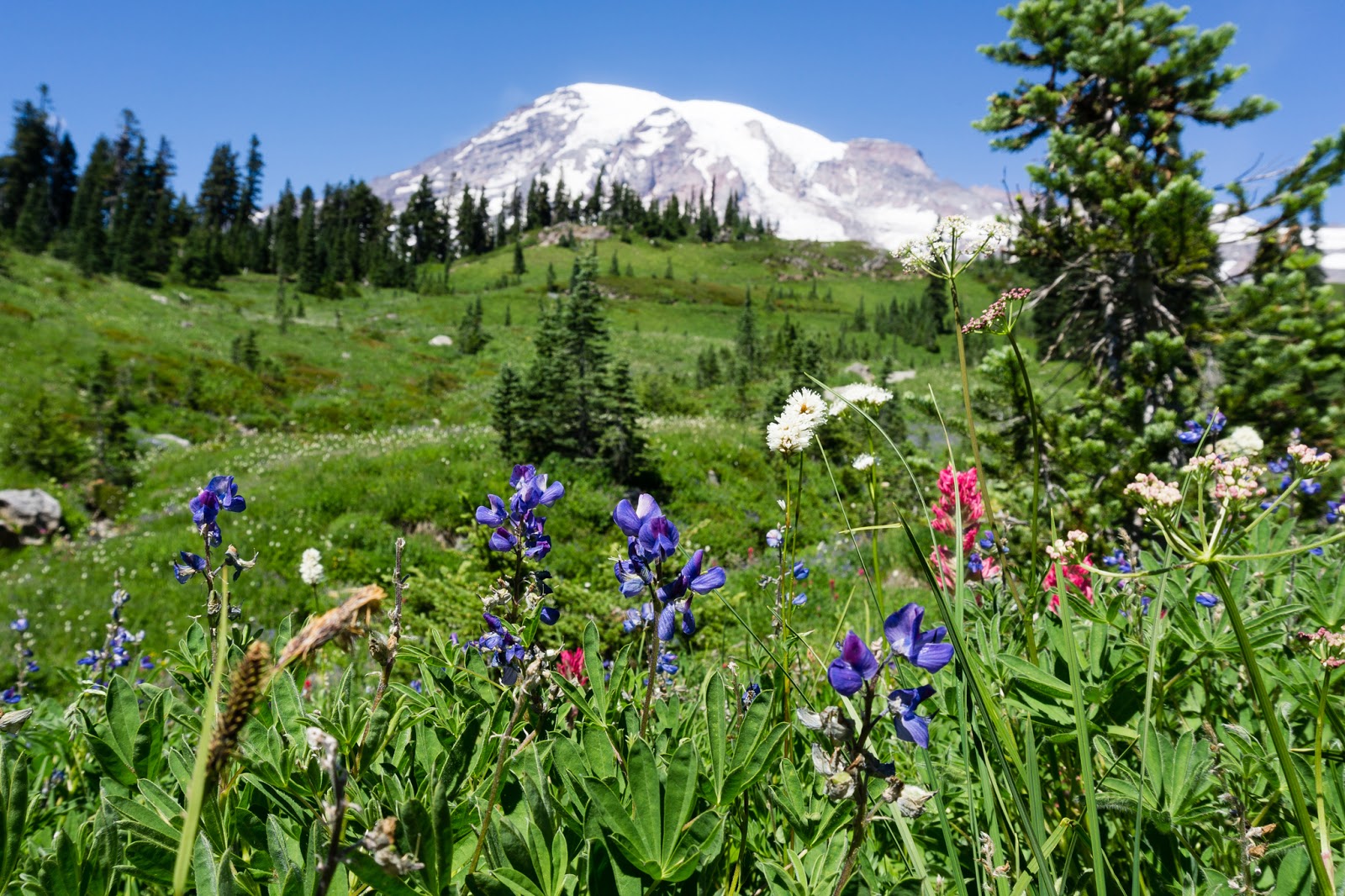wildflowers, meadows, Mount Rainier