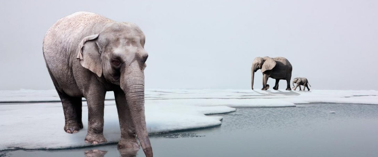 Elephants, Arctic, Climate Change