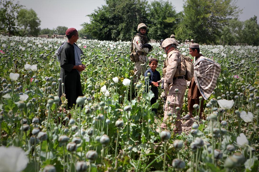 Opium poppies in Helmand