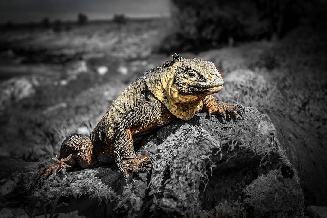 Galapagos Iguana, World Heritage Site