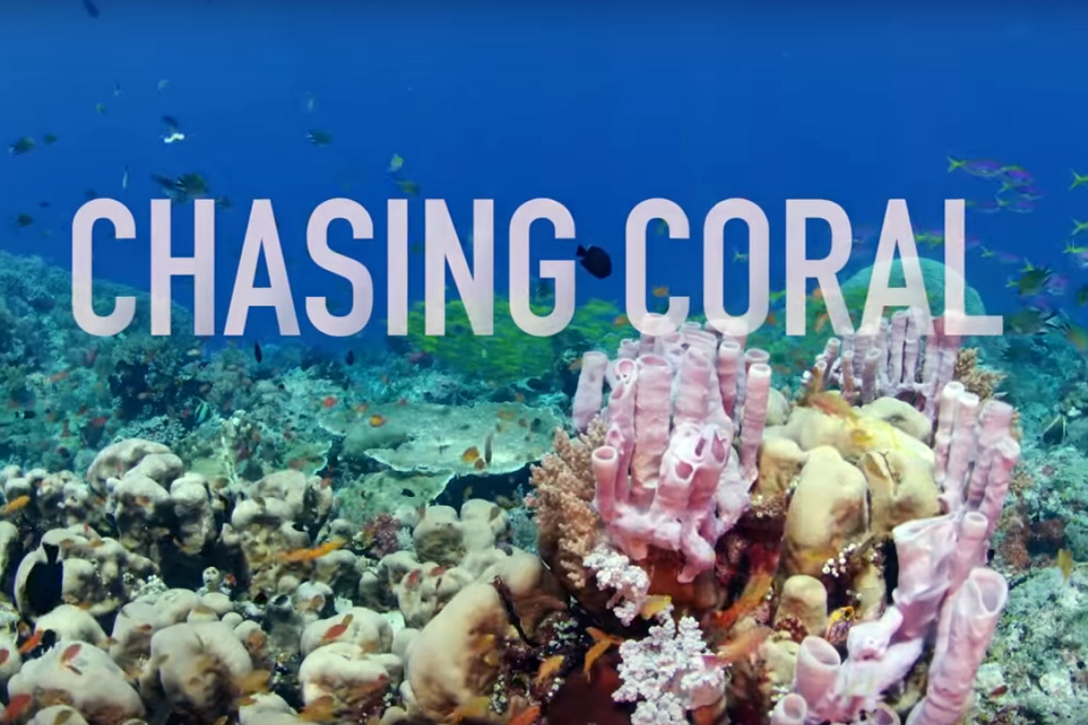 Chasing Coral