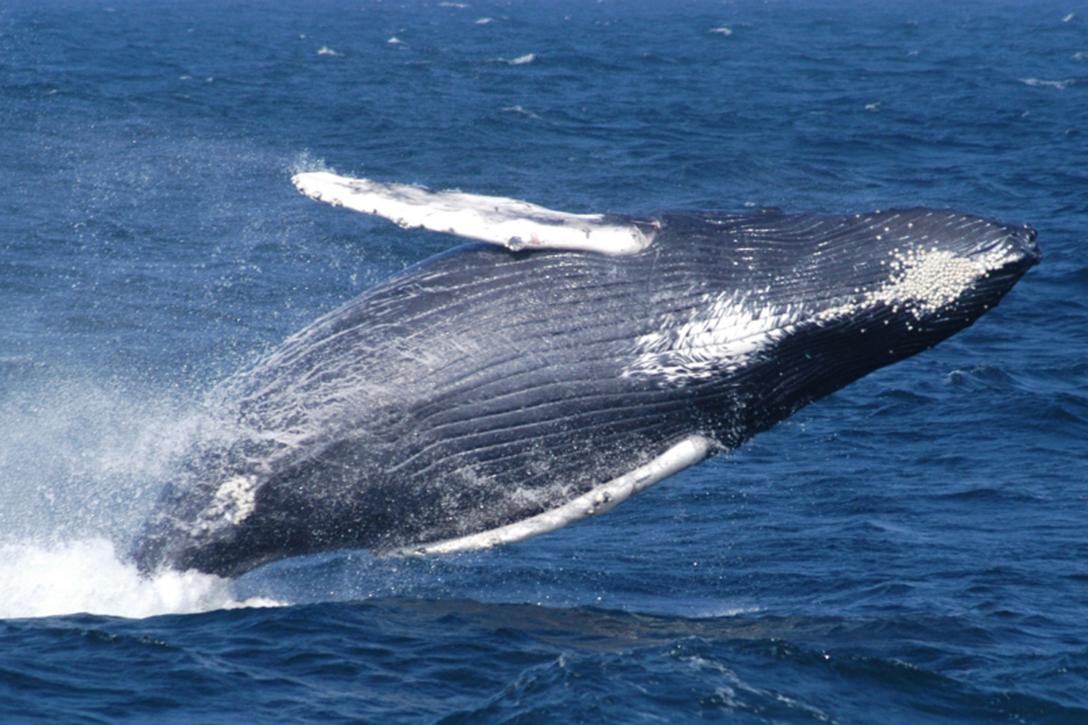 humpback whale