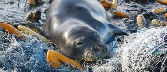 Hawaiian monk seal, ocean, plastic