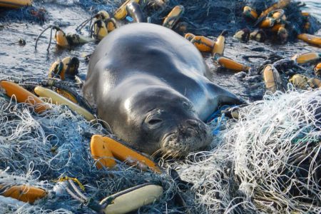 Hawaiian monk seal, ocean, plastic