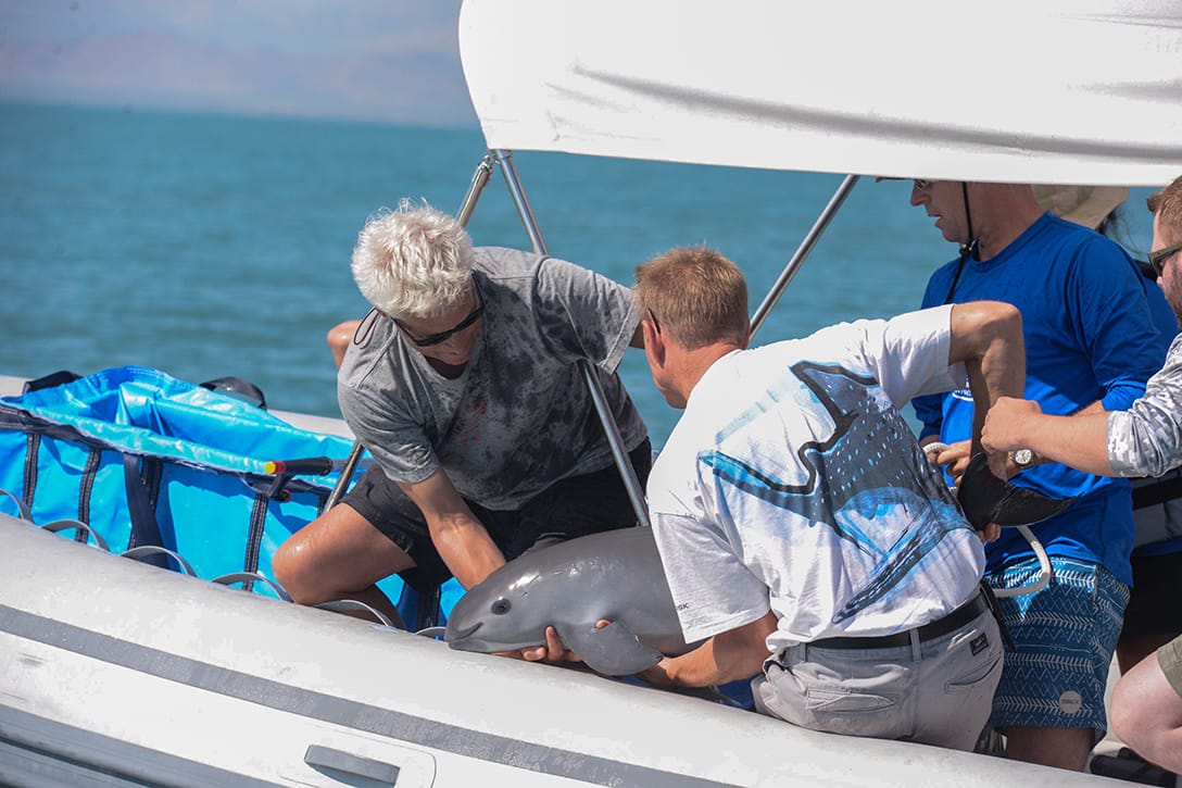 Vaquita Calf