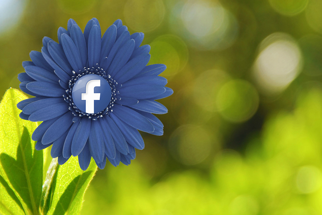 Facebook, news