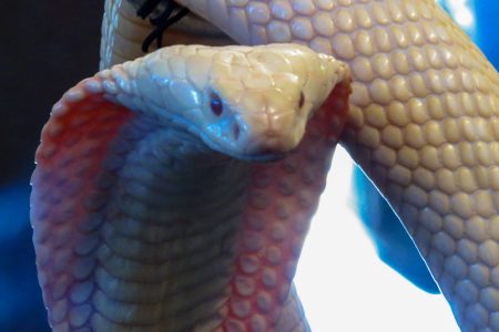 Hidden Cobra, cobra