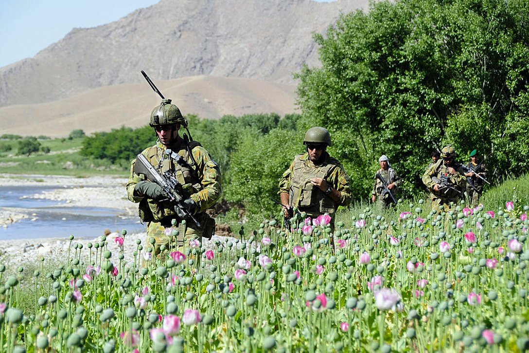 Afghan Poppy Field