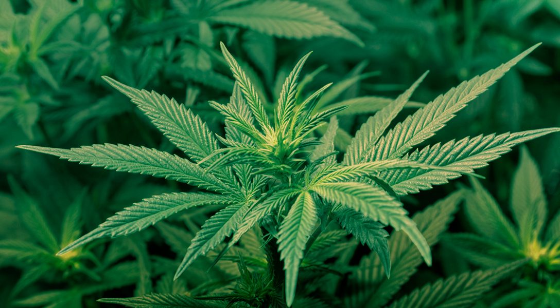 marijuana, cannabis, pot, legalization