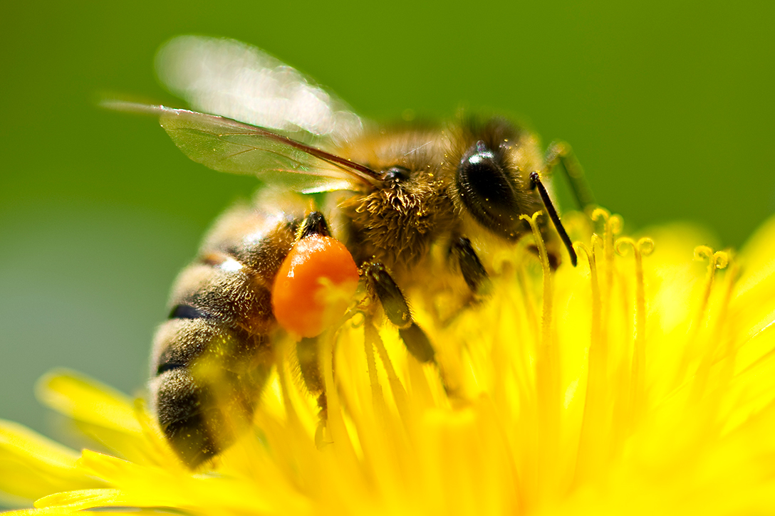 bee, flower