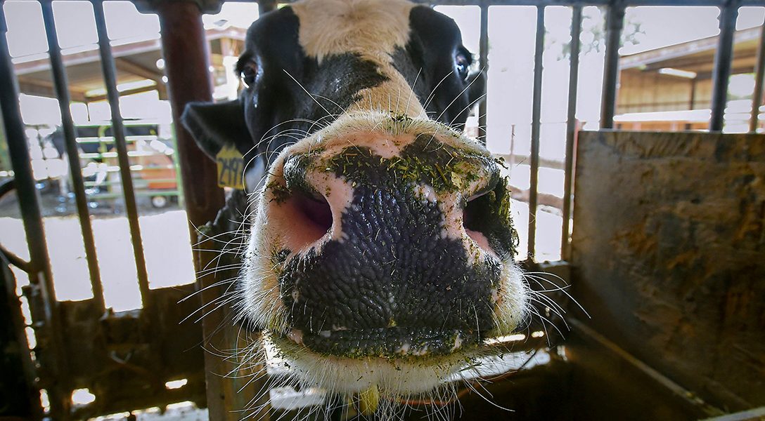 dairy cow, cattle feed, seaweed