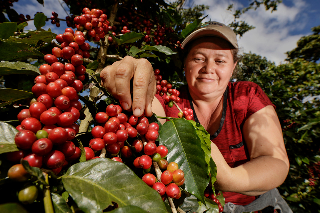 Coffee plant