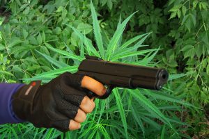 gun, marijuana, cannabis