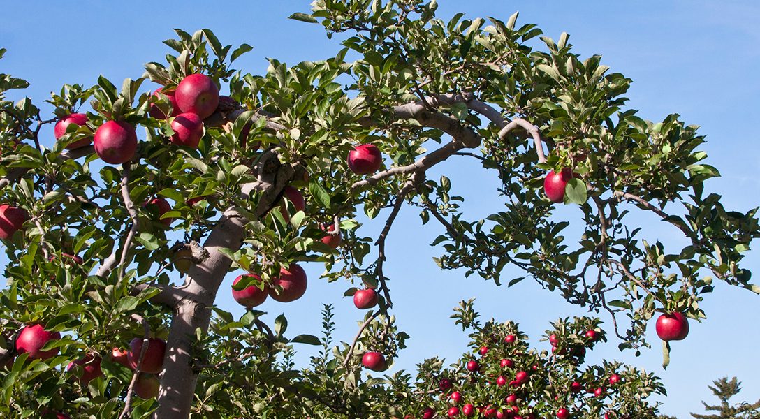apple, orchard