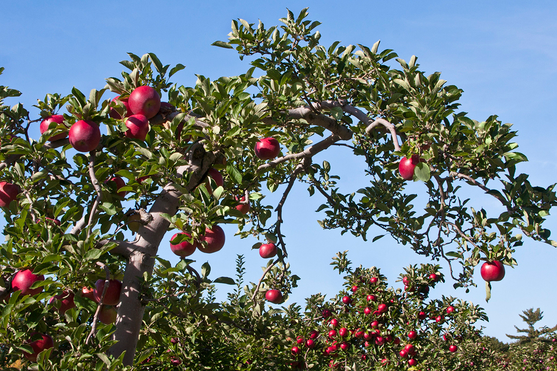 apple, orchard