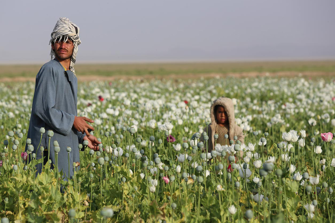 Афганский фермер