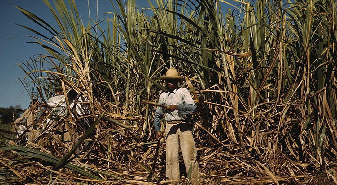 Sugar cane worker, Puerto Rico