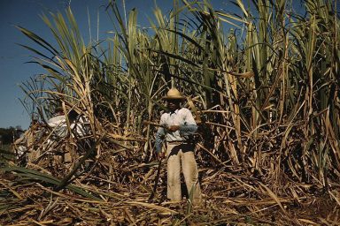Sugar cane worker, Puerto Rico