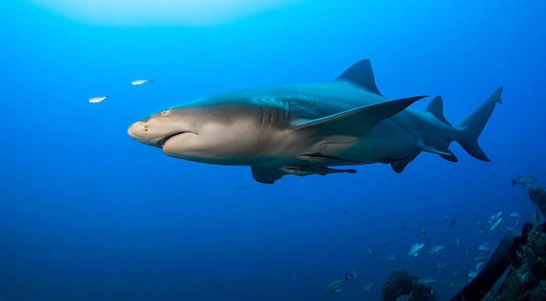 shark, Florida