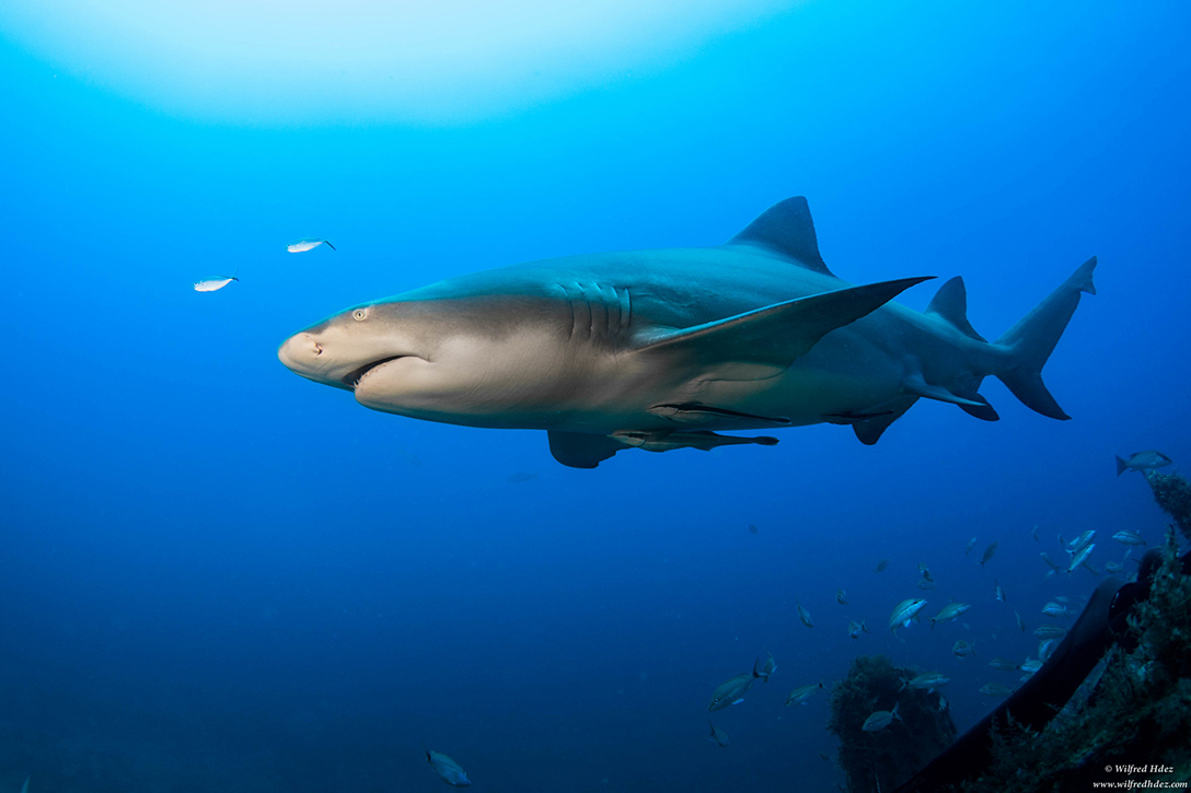 Sharks Swimming Farther North: Another Sign of Global Warming - WhoWhatWhy