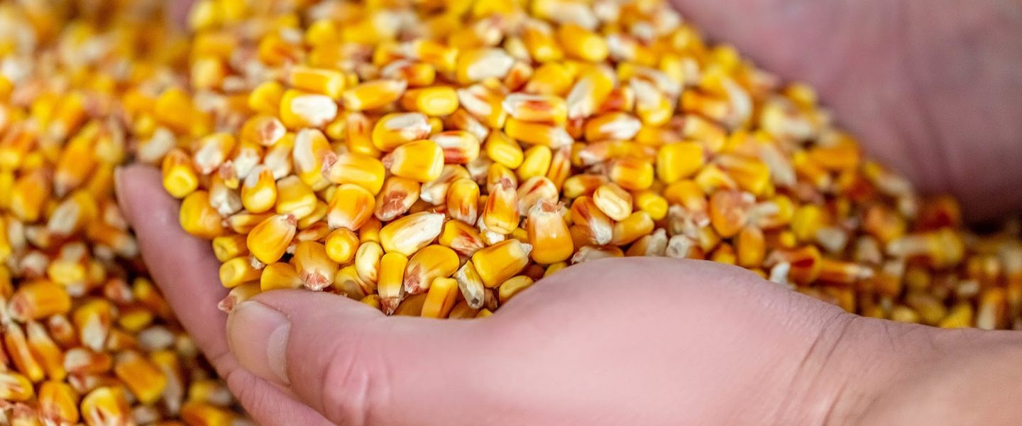 Corn, Hands, Hands holding corn, Organic, Organic food
