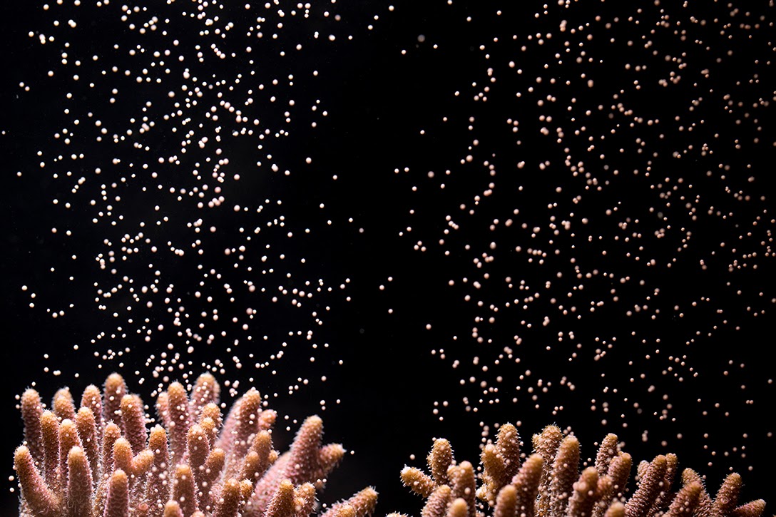 Acropora millepora colonies