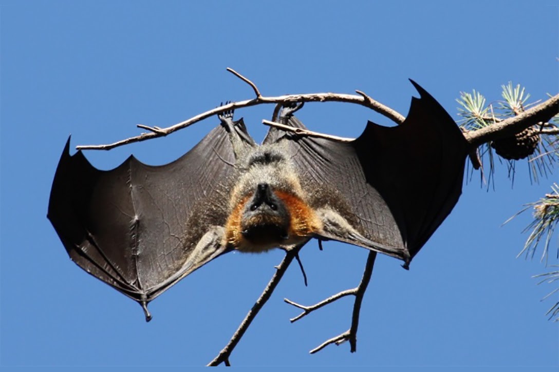 Fruit bat