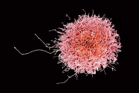 Immune system killer cell