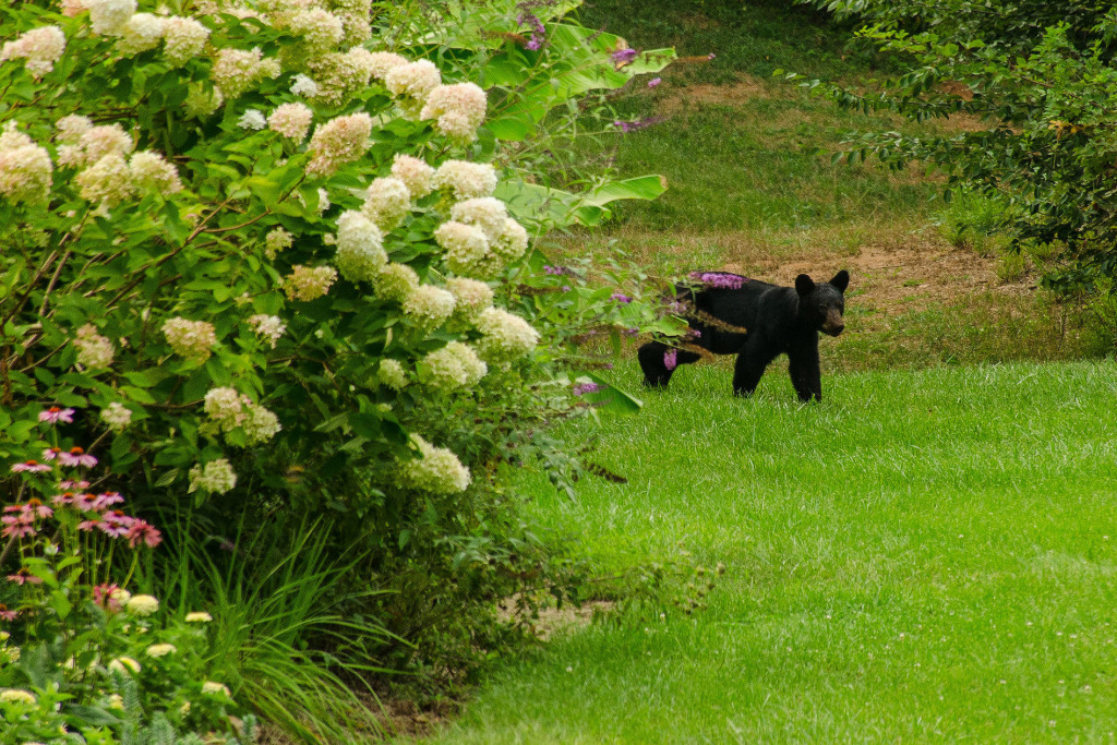 bears-are-beginning-to-come-out-of-hibernation-in-nys