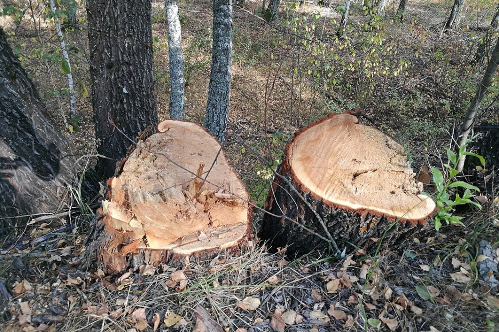 Chernobyl, forest, trees