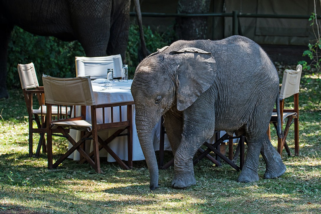Elephant