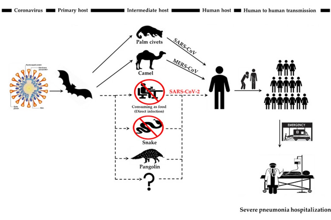 interspecies transmission routes, SARS-CoV, MERS-CoV