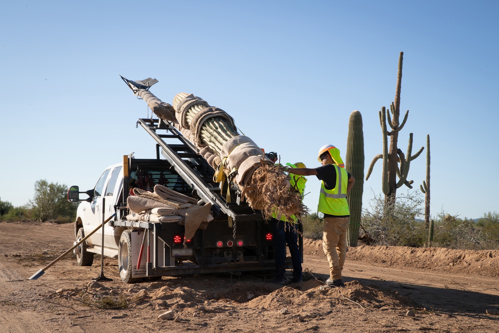 Organ Pipe, saguaro cactus, border wall